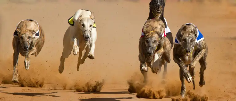 Greyhound Protection Act: Federal Legislation Introduced to Ban Greyhound Racing